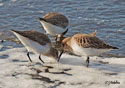 Calidris alpina